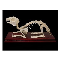 Скелет кролика - «globural.ru» - Салават