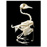 Скелет голубя - «globural.ru» - Салават