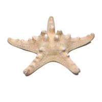 Сухой препарат "Звезда морская" (вариант 2) - «globural.ru» - Салават