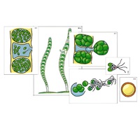 Модель-аппликация "Размножение многоклеточной водоросли" (ламинированная) - «globural.ru» - Салават