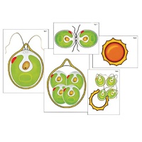 Модель-аппликация "Размножение одноклеточной водоросли" (ламинированная) - «globural.ru» - Салават