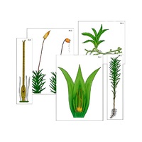 Модель-аппликация "Размножение мха" (ламинированная) - «globural.ru» - Салават