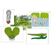 Модель-аппликация "Размножение папоротника" (ламинированная) - «globural.ru» - Салават