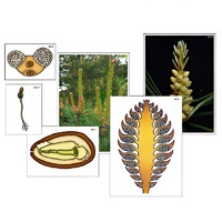 Модель-аппликация "Размножение сосны" (ламинированная) - «globural.ru» - Салават