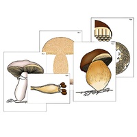 Модель-аппликация "Размножение шляпочного гриба" (ламинированная) - «globural.ru» - Салават