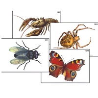 Модель-аппликация "Разнообразие беспозвоночных" (ламинированная) - «globural.ru» - Салават