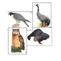 Модель-аппликация "Разнообразие высших хордовых 1. Пресмыкающиеся и птицы" (ламинированная) - «globural.ru» - Салават