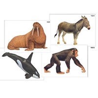 Модель-аппликация "Разнообразие высших хордовых 2. Млекопитающие" (ламинированная) - «globural.ru» - Салават