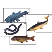 Модель-аппликация "Разнообразие низших и высших хордовых" (ламинированная) - «globural.ru» - Салават