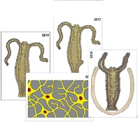 Модель-аппликация "Строение и размножение гидры" (ламинированная) - «globural.ru» - Салават