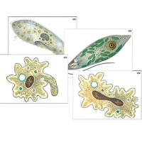 Модель-аппликация "Строение и разнообразие простейших" (ламинированная) - «globural.ru» - Салават