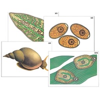 Модель-аппликация "Циклы развития печеночного сосальщика и бычьего цепня" (ламинированная) - «globural.ru» - Салават