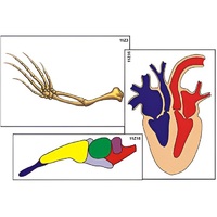 Модель-аппликация "Эволюция важнейших систем органов позвоночных" (ламинированная) - «globural.ru» - Салават
