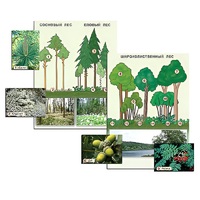 Гербарий фотографический "Растительные сообщества. Лес" (раздаточный) - «globural.ru» - Салават