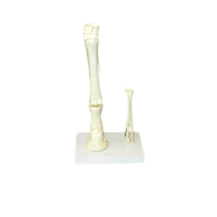 Модель "Скелет конечностей лошади и овцы" (на подставке) - «globural.ru» - Салават