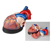 Модель сердца в разрезе (демонстрационная) - «globural.ru» - Салават