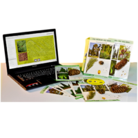 Коллекция натурально-интерактивная "Голосеменные растения" - «globural.ru» - Салават