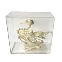 Комплект скелетов различных классов животных - «globural.ru» - Салават