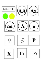 Модель-аппликация Моногибридное скрещивание и его цитологические основы - «globural.ru» - Салават