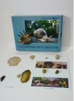 Коллекция "Раковины моллюсков" (вариант 2) - «globural.ru» - Салават
