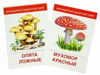 Раздаточные карточки "Грибы съедобные и не съедобные" - «globural.ru» - Салават