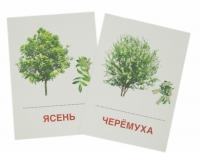 Раздаточные карточки "Деревья и кустарники" - «globural.ru» - Салават