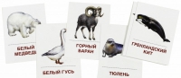 Раздаточные карточки "Животные холодных широт" - «globural.ru» - Салават