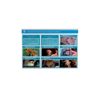 Стенд-планшет светодинамический "Изучение типических патологических процессов в организмах животных" - «globural.ru» - Салават