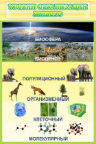 Стенд "Уровни организации живого" - «globural.ru» - Салават