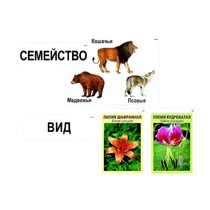 Модель-аппликация "Классификация растений и животных" (ламинированная) - «globural.ru» - Салават