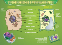 Стенд "Строение животной и растительной клеток" - «globural.ru» - Салават