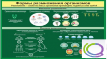 Стенд "Формы размножения организмов" - «globural.ru» - Салават