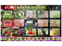 Комплект оборудования "Живой уголок" (растения) с тифлопереводом и сурдокомментариями - «globural.ru» - Салават