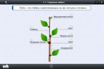 Интерактивные курсы. Биология 6 класс. Расширенный - «globural.ru» - Салават
