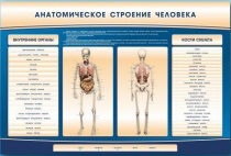 Электрифицированный стенд-тренажер c макетом скелета "Анатомическое строение человека" - «globural.ru» - Салават