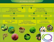 Стенд "Систематика растений" - «globural.ru» - Салават