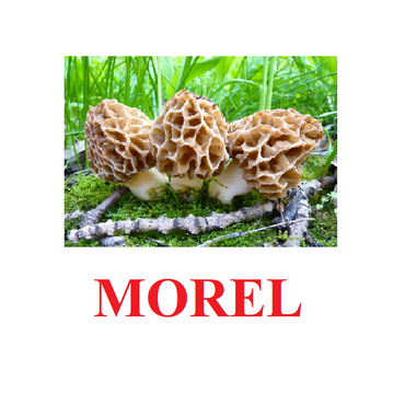"Mushrooms" ("Грибы") английские карточки Домана - «globural.ru» - Салават