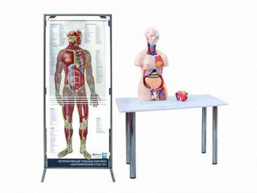Интерактивный учебный комплекс "Анатомический атлас 3D" - «globural.ru» - Салават