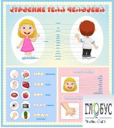 Стенд "Строение человека" для детей - «globural.ru» - Салават