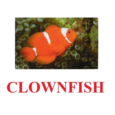 "Fish" ("Рыбы") английские карточки Домана - «globural.ru» - Салават