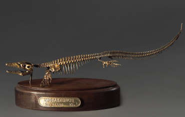 Модель скелета мозазавра Mosasaurus - «globural.ru» - Салават